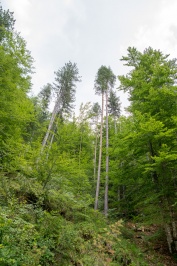 Frakto Forest