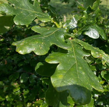 Προστατευόμενη περιοχή Palamurche (Quercus robur)