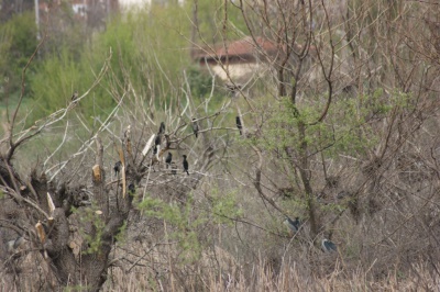 Heron colony in Kardzhali