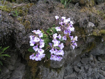 Deposits of Rhodope haberlea near the village of Dyadovtsi